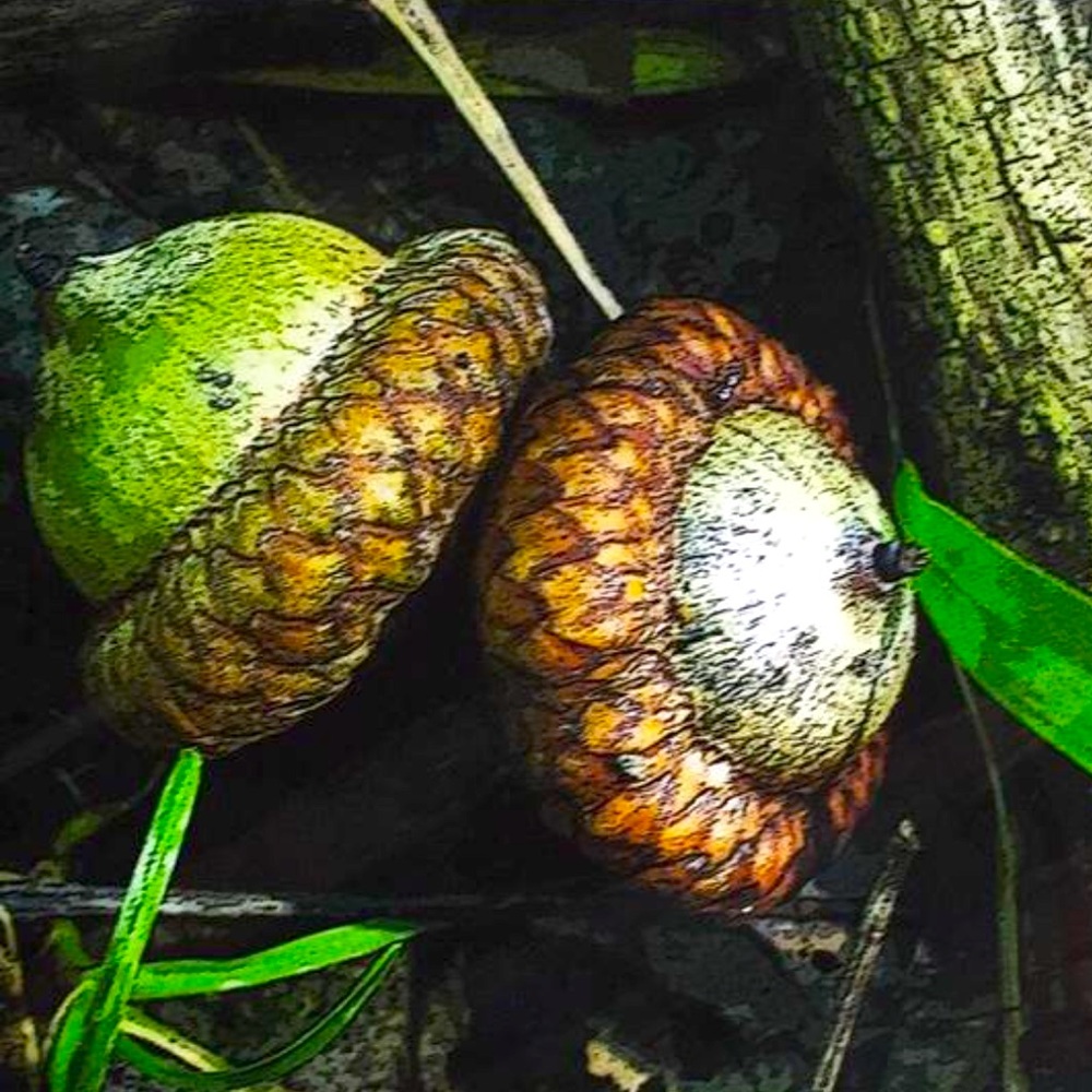 “Two Acorns” matted Art Print by Susan A Ray